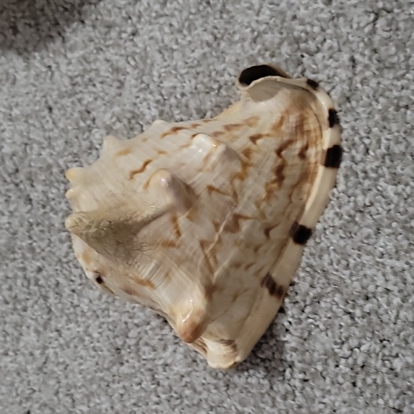 Queen Conch shell - Picture 1 of 6